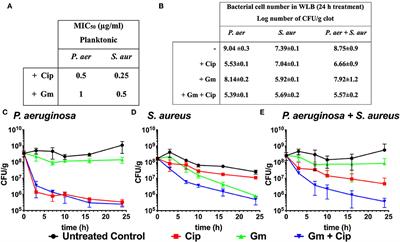 3D spatial organization and improved antibiotic treatment of a Pseudomonas aeruginosa–Staphylococcus aureus wound biofilm by nanoparticle enzyme delivery